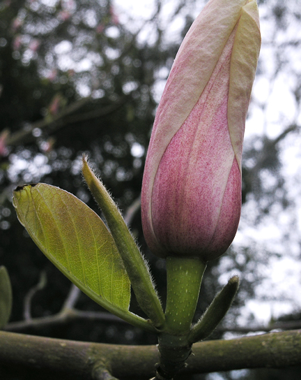 Magnolia x veitchii, flower. Borde Hill Gardens, West Sussex, England. Caerhays Castle, Cornwall, England.
